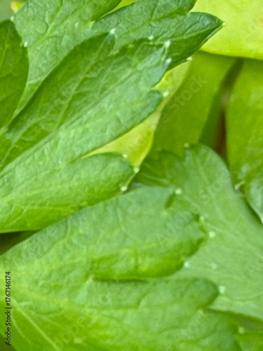 fresh green beans