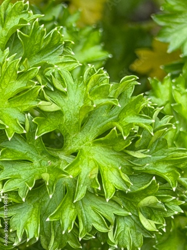 close up of green leaves
