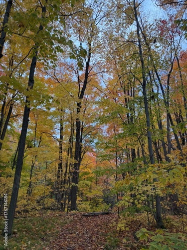 autumn in the forest