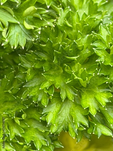 fresh green parsley