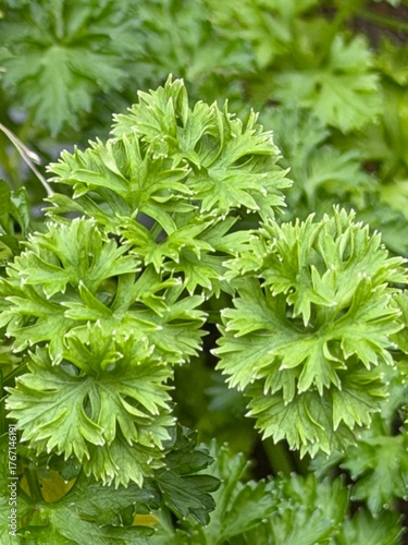 close up of parsley