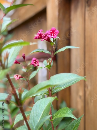 pink and white flowers