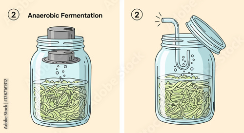 Anaerobic Fermentation Process in Jars with Bubbles.