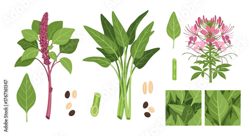 Botanical illustration of various edible plants and their components.