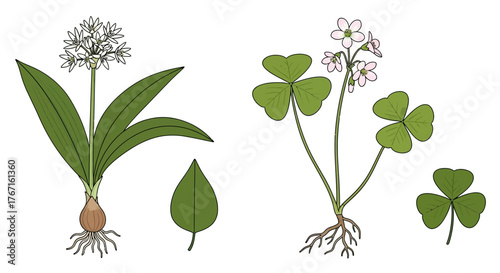Botanical illustration set of wild garlic and wood sorrel plants.