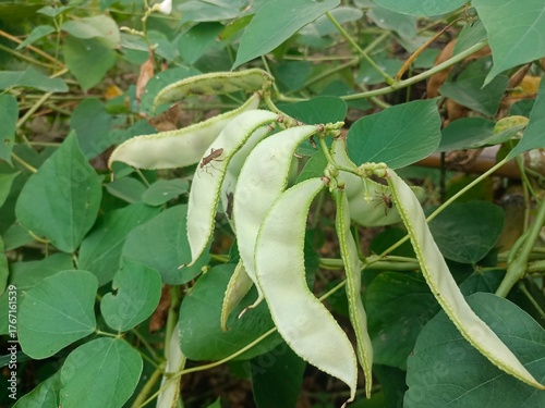 фотографія Kratok beans or Phaseolus lunatus, this plant grows by creeping or climbing up t