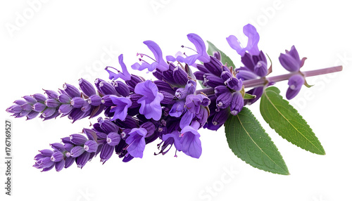 A close-up of lavender blossoms with green leaves, isolated on a black background