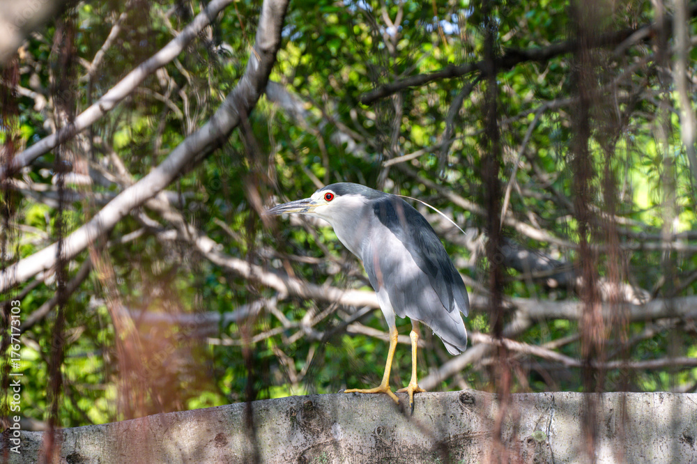 Fototapeta premium A White Heron Perched on a Stone Wall Amidst Dense Tree Branches in a Natural Habitat