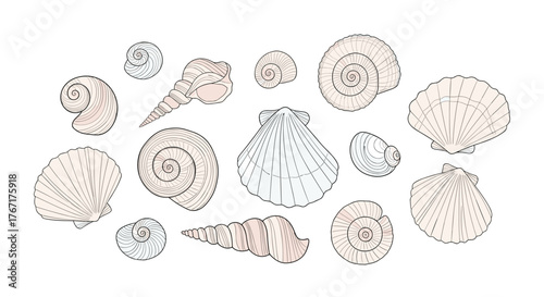 Collection of various illustrated seashells and conches on a white background.