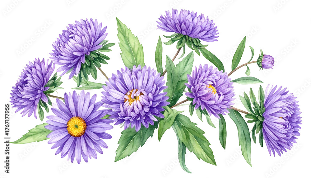 Obraz premium Cluster of vibrant purple aster flowers with yellow centers and green leaves, on a black background