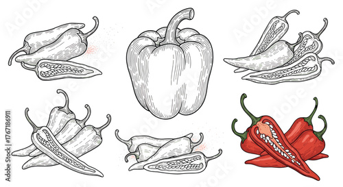 Hand-drawn illustration of peppers, including bell peppers, habaneros, and chilis, with cross-sections, in a detailed and vintage etching style.