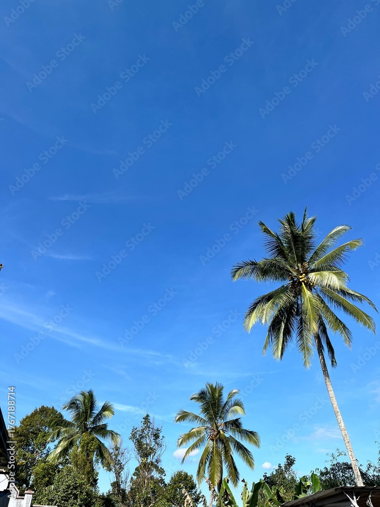 Naklejka premium palm trees and blue sky