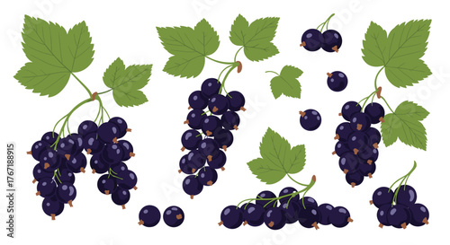 A collection of fresh blackcurrant berries with green leaves and branches, ideal for summer fruit themes and healthy food designs.