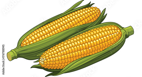 Two vibrant ears of corn on the cob, a fresh and delicious summer harvest food item, ready to eat and enjoy.
