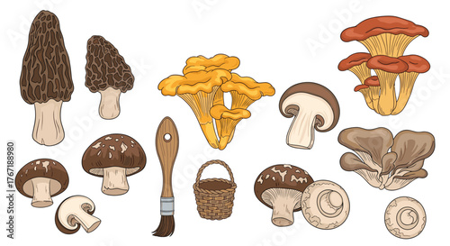 An assortment of different types of edible mushrooms, including morels, chanterelles, and button mushrooms, alongside a foraging basket and brush.