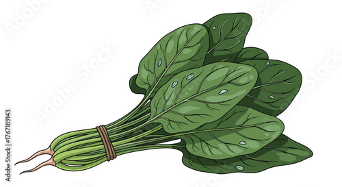 Illustration of a bunch of fresh spinach leaves tied together with a string, showcasing its vibrant green color and natural appearance.