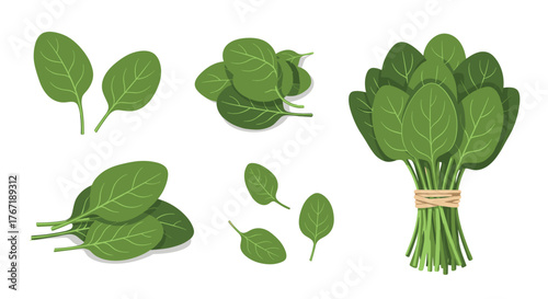 A variety of illustrations of fresh green spinach leaves on a white background.