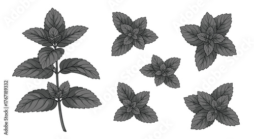 Collection of mint leaves and sprigs with a black and white illustration style.