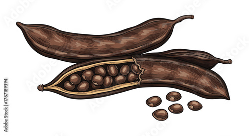 Illustration of carob pods, one open to reveal seeds, with loose seeds scattered nearby.