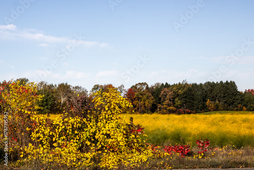 asparagus field in fall
