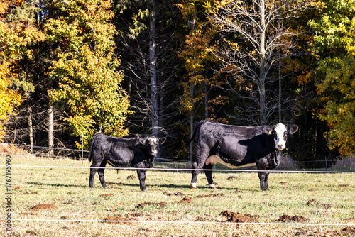 cows in a field