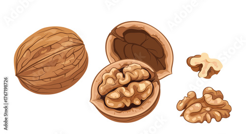 Illustration of whole, cracked, and shelled walnuts on a white background.
