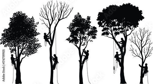 Arborists climbing tall trees with ropes and harnesses, professional tree pruning and maintenance, forestry workers silhouette, black and white illustration