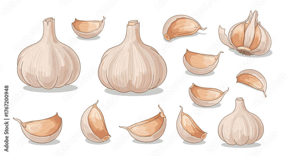 Fototapeta premium Artistic illustration of garlic bulbs and cloves in various forms and angles, showcasing detail and texture for food-related design projects.