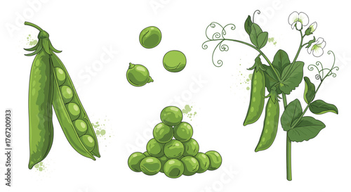 Detailed illustration of fresh green peas in various forms: an opened pod, loose peas, and a flowering pea plant with tendrils and pods.