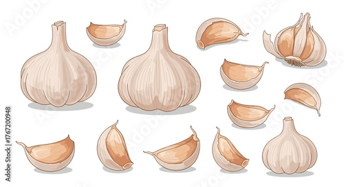 Artistic illustration of garlic bulbs and cloves in various forms and angles, showcasing detail and texture for food-related design projects.