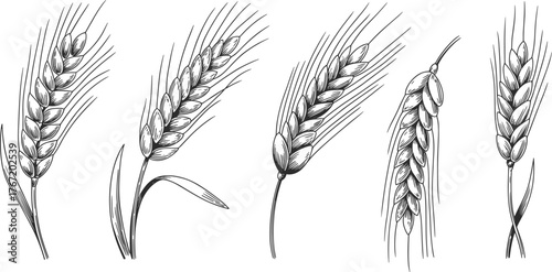 Black and white illustration of wheat ears and barley stems, detailed hand drawn line art agricultural grain plant vector design