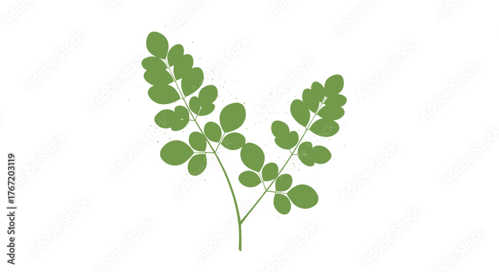 Obraz premium Green moringa leaves branch on a white background , with sunlight.