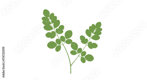 Green moringa leaves branch on a white background , with sunlight.