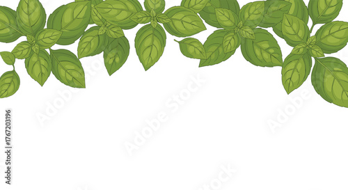 A decorative border of fresh green basil leaves against a white background.