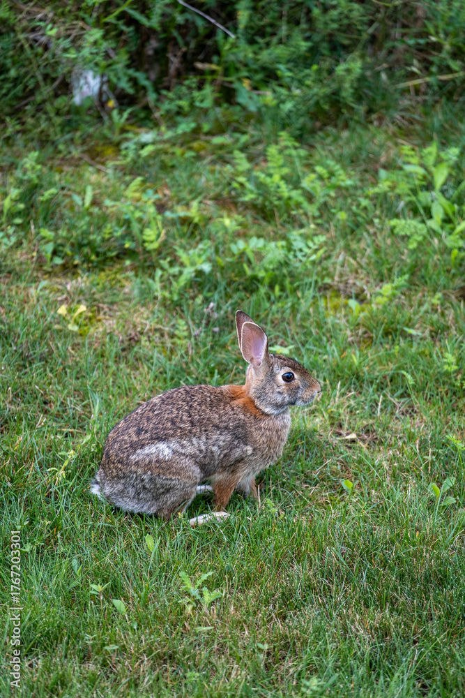 Fototapeta premium Cute Rabbit Sitting on Green Grass in a Sunny Garden During Spring