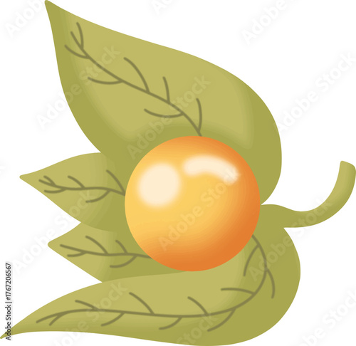 Physalis seeds on green leaves