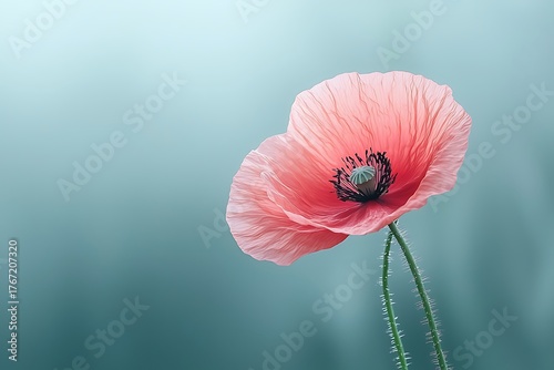 Delicate Pink Poppy Flower with Green Stem against a Soft Blurred Background