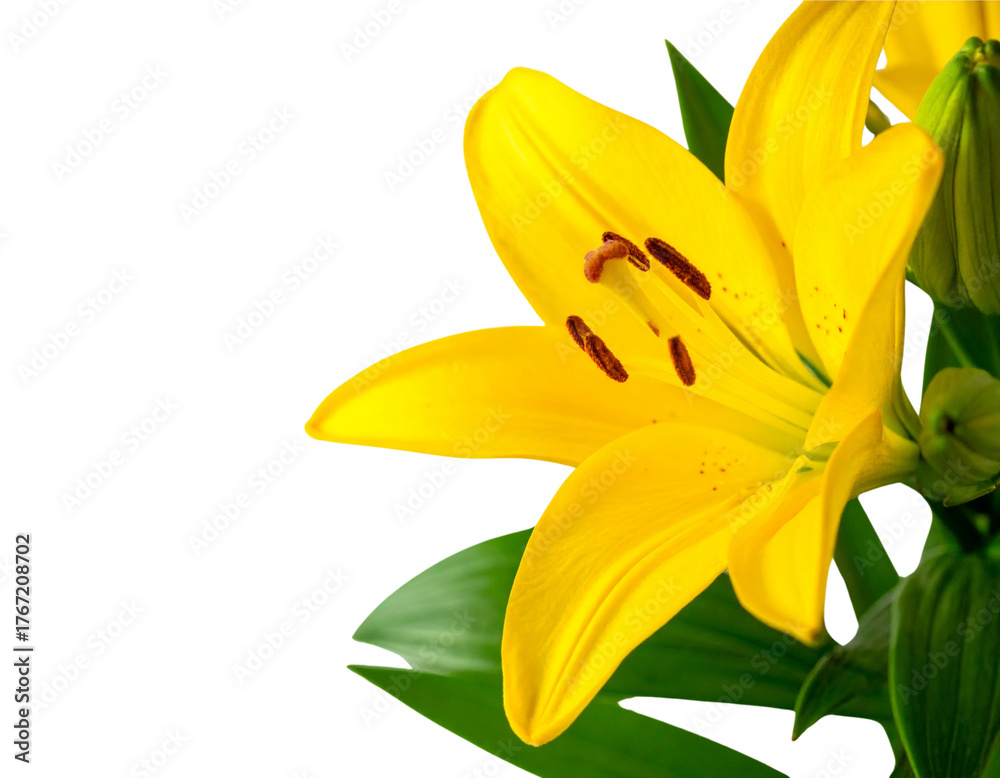 Obraz premium Delicate Yellow Lily and Buds – Minimal Floral Composition PNG