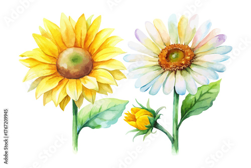 Bright Watercolor Sunflower and Daisy vector illustration