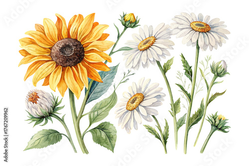 Bright Watercolor Sunflower and Daisy vector illustration