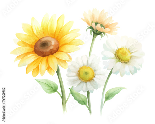 Bright Watercolor Sunflower and Daisy Illustration isolated on white background