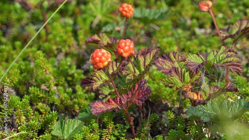 Ripe red fruits of the northern cloudberry plant in the autumn polar tundra.  