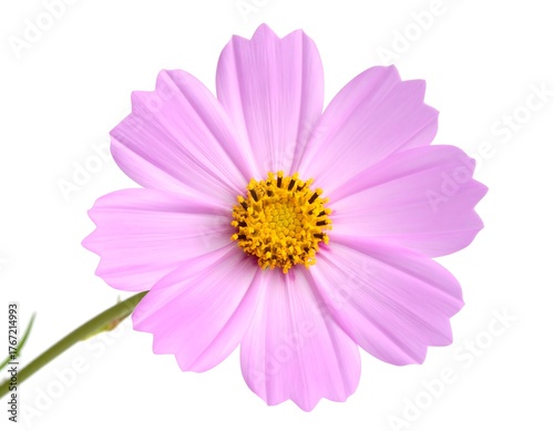 Close-up shot of a single, pale pink flower against a white background