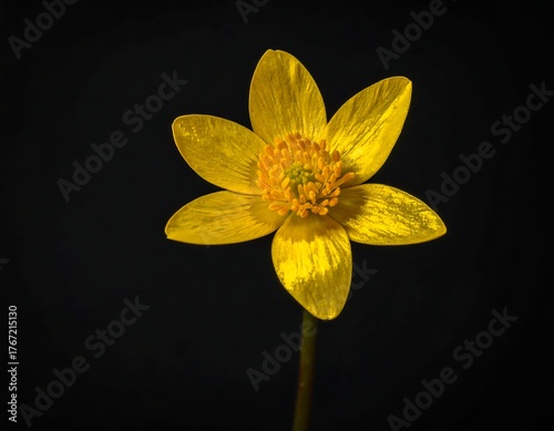 Close-up shot of a single, vibrant yellow flower against a dark background