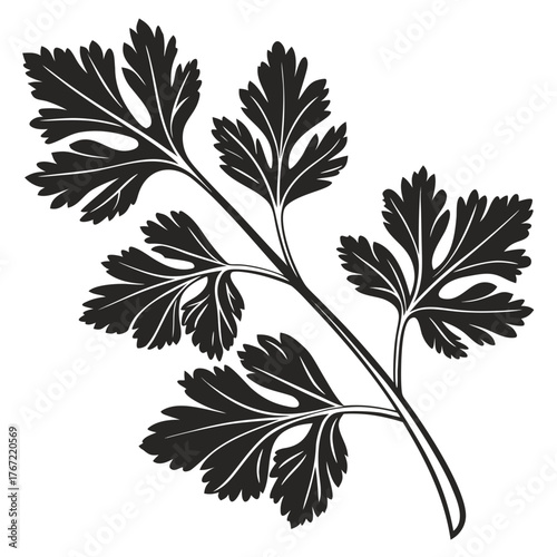 Stylized dark parsley branch with white veins on black background