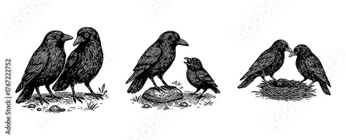 カラスのつがいと親子のペン画イラスト、Crows Family and Pair Ink Illustration