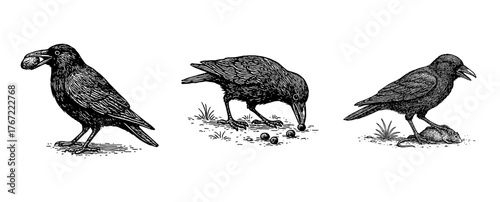 カラスの採食行動を描いたペン画イラスト、Feeding Behavior of Crows – Ink Illustration