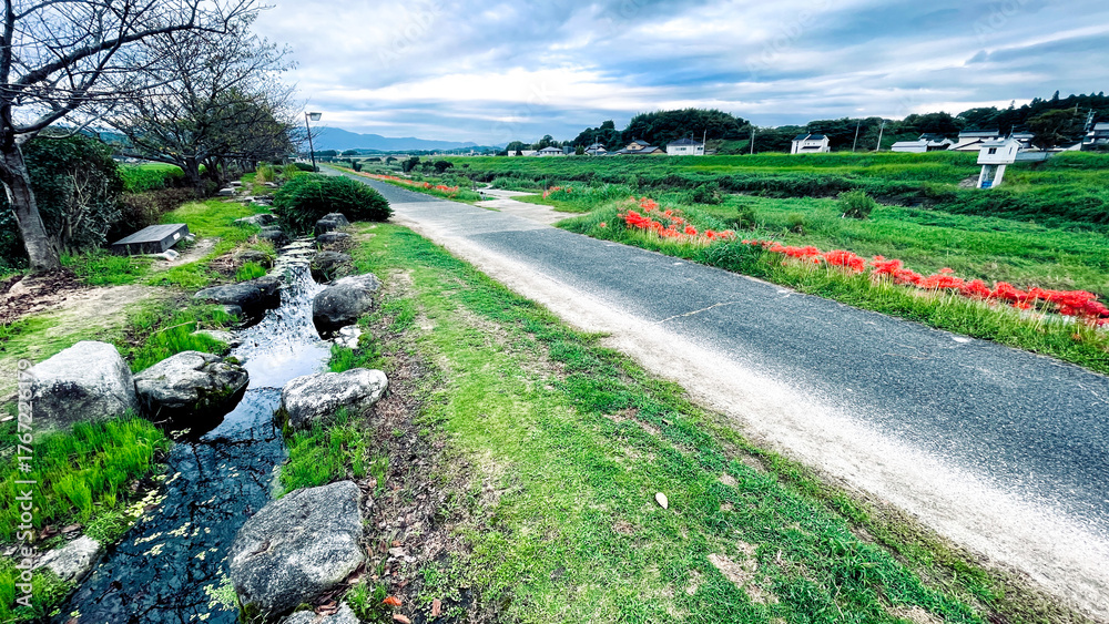 Obraz premium 犬鳴川河川公園のヒガンバナまつり