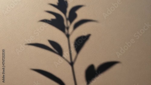 Shadow of a Plant on Wall: Minimalist Nature Aesthetic
