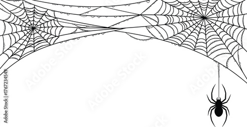 Black spider and torn web. Scary spiderweb of halloween symbol